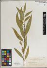 Foto von Salix laevigata Bebb